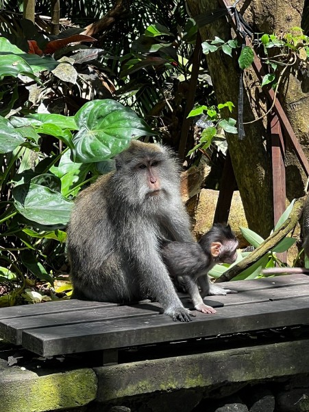 Best of Ubud Attractions: Private All-Inclusive Tour | ®ExcursionMania