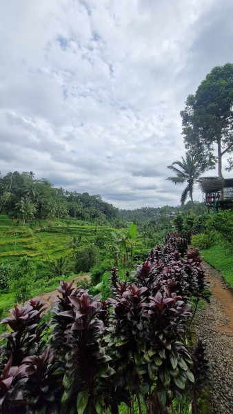 Best of Ubud Attractions: Private All-Inclusive Tour | ®ExcursionMania
