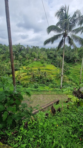 Best of Ubud Attractions: Private All-Inclusive Tour | ®ExcursionMania