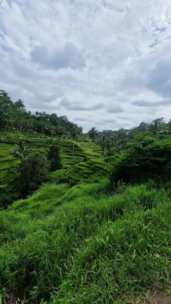 Best of Ubud Attractions: Private All-Inclusive Tour | ®ExcursionMania