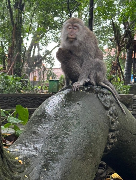 Bali Full Day Tour: Highlights of Ubud and Hidden Waterfall | ®ExcursionMania