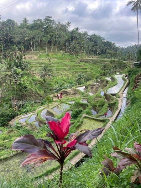 Private Tour: Ubud Highlights | ®ExcursionMania