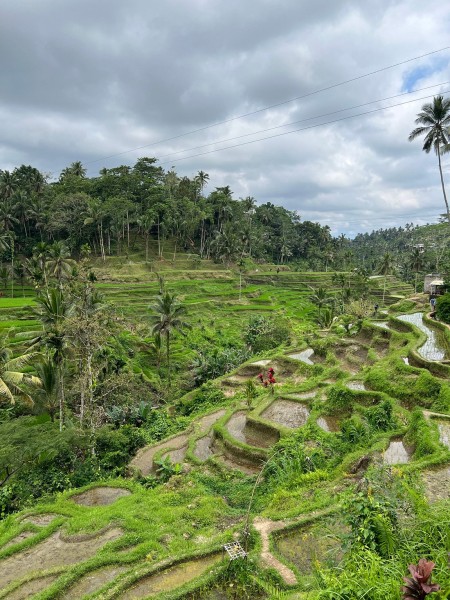 Private Tour: Ubud Highlights | ®ExcursionMania