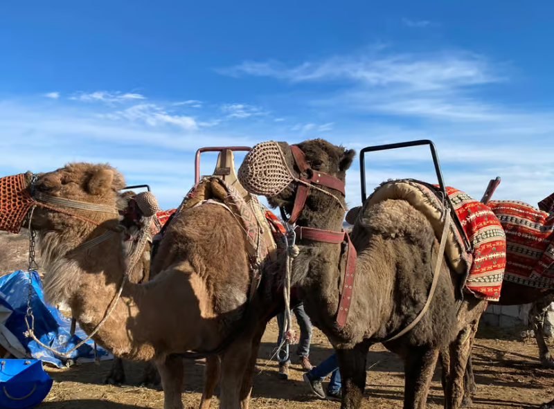 Cappadocia Camel Safari Tour | ®ExcursionMania