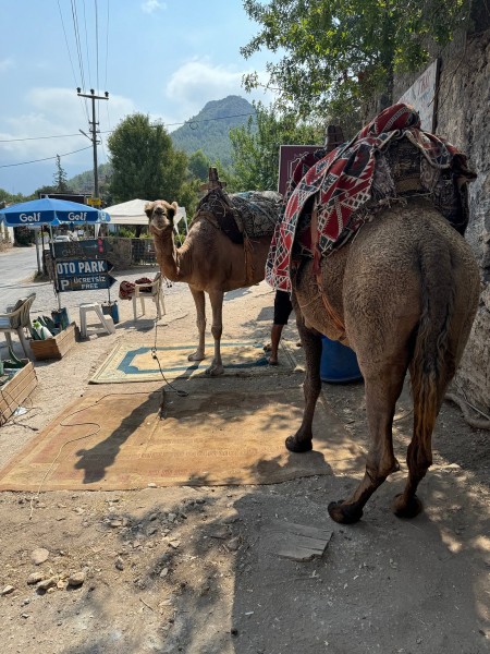 Fethiye Camel Riding: Experience Nature | ®ExcursionMania