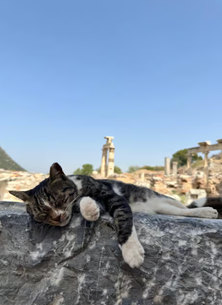 Kuşadası: Kusadasi: Ephesus  Temple of Artemis For Cruisers /Skip The Line Tour | ®ExcursionMania