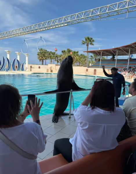 Alanya Dolphin Show: A Delight for All Ages | ®ExcursionMania