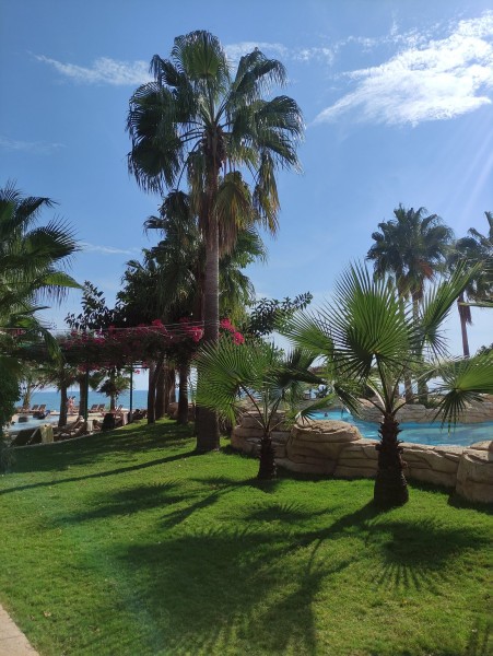 Alanya: Dolphin Show & Swimming with Dolphins Tour | ®ExcursionMania