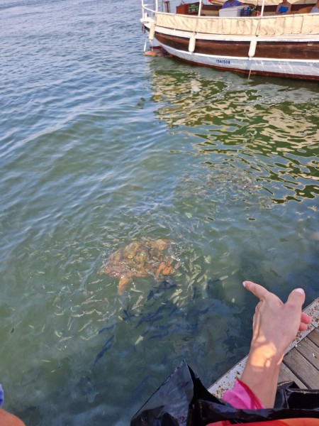 Marmaris: Marmaris: Private Turtle Beach Tour With Lunch and Entrance Fees | ®ExcursionMania