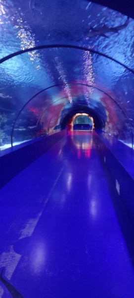 From Kemer: Antalya Aquarium Tour with Hotel Transfer | ®ExcursionMania
