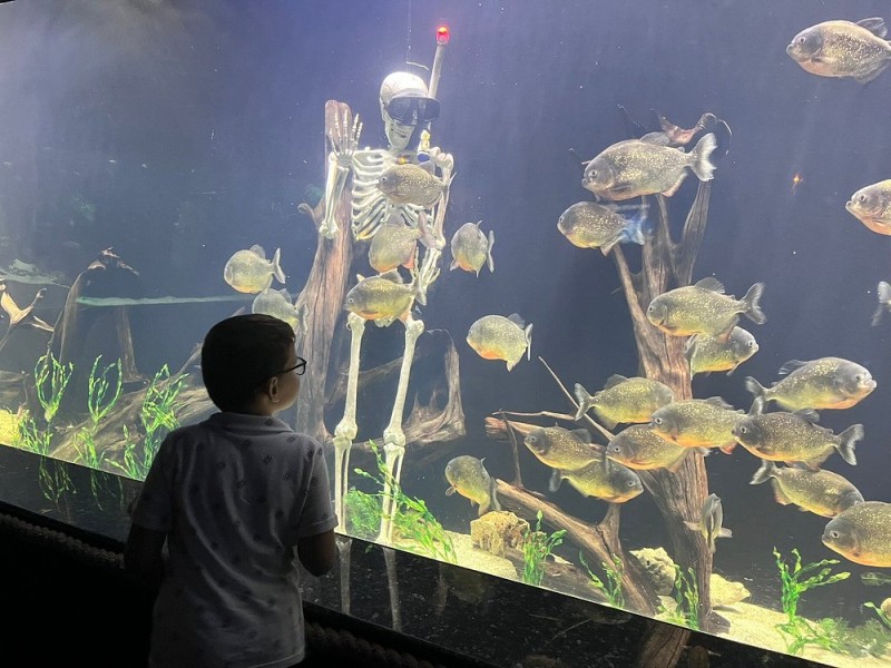 Kemer: From Kemer: Antalya Aquarium Tour with Hotel Transfer | ®ExcursionMania