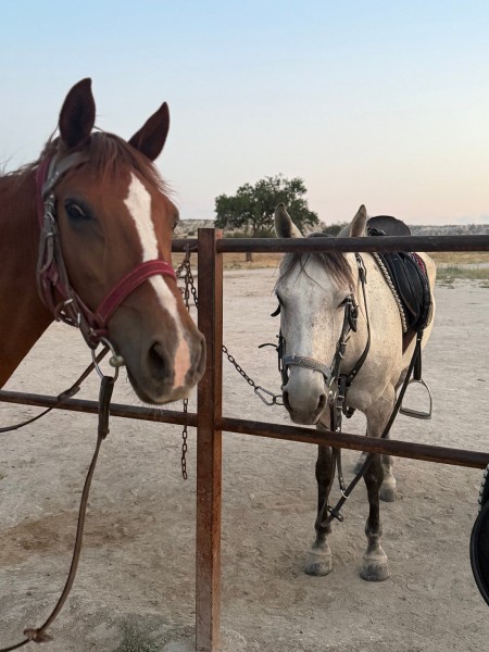 Cappadocia: Horseback Adventure Through Cappadocias Timeless Landscapes | ®ExcursionMania