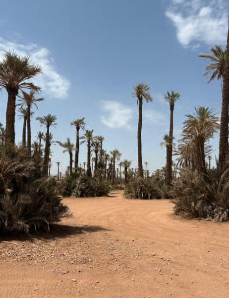 Marrakech Quad Bike Experience: Desert and Palmeraie | ®ExcursionMania