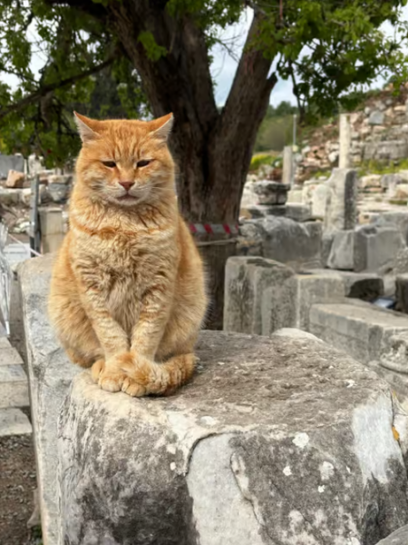 From Istanbul: Ephesus and Pamukkale Day Trip with Flights | ®ExcursionMania