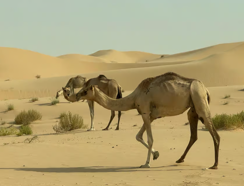 Abu Dhabi: Morning Desert Tour Camel Ride & Sandboarding | ®ExcursionMania