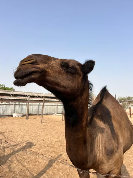 Abu Dhabi: Morning Desert Tour Camel Ride & Sandboarding | ®ExcursionMania