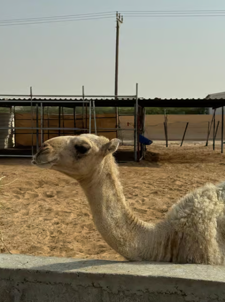 Abu Dhabi: Morning Desert Tour Camel Ride & Sandboarding | ®ExcursionMania