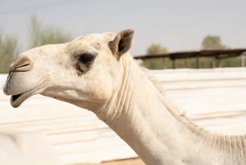 Abu Dhabi: Morning Desert Tour Camel Ride & Sandboarding | ®ExcursionMania