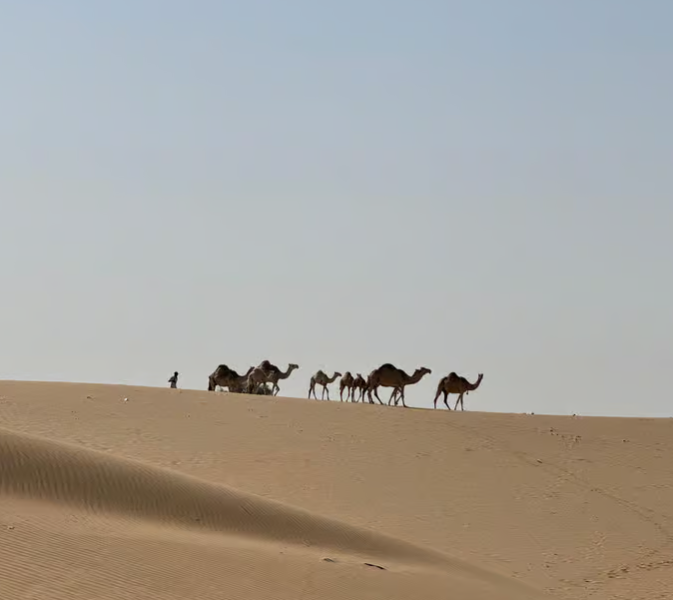 Abu Dhabi: Morning Desert Tour Camel Ride & Sandboarding | ®ExcursionMania