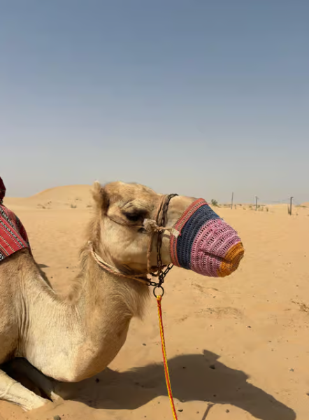 Abu Dhabi: Morning Desert Tour Camel Ride & Sandboarding | ®ExcursionMania