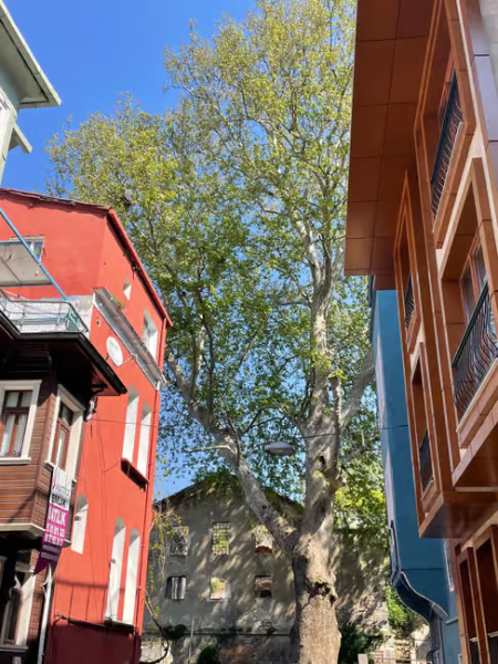Istanbul: Fener Balat Half-day Guided Walking Tour | ®ExcursionMania