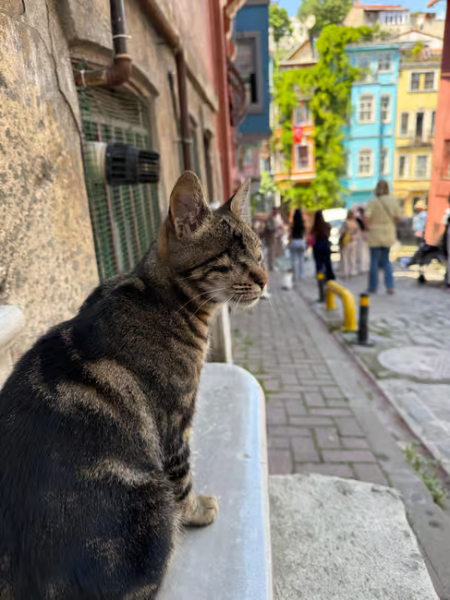 Istanbul: Fener Balat Half-day Guided Walking Tour | ®ExcursionMania