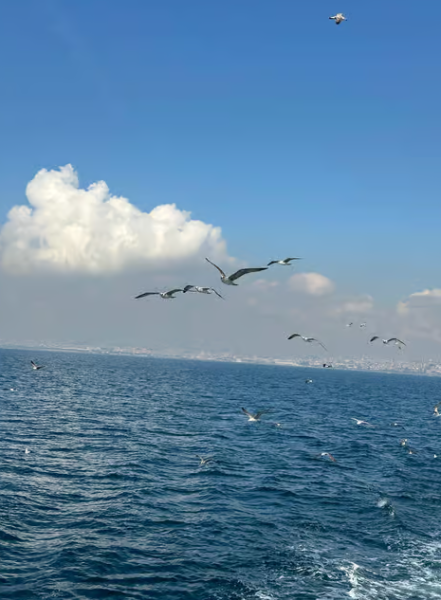 Istanbul: Round-Trip Ferry Tickets to the Princes' Islands | ®ExcursionMania