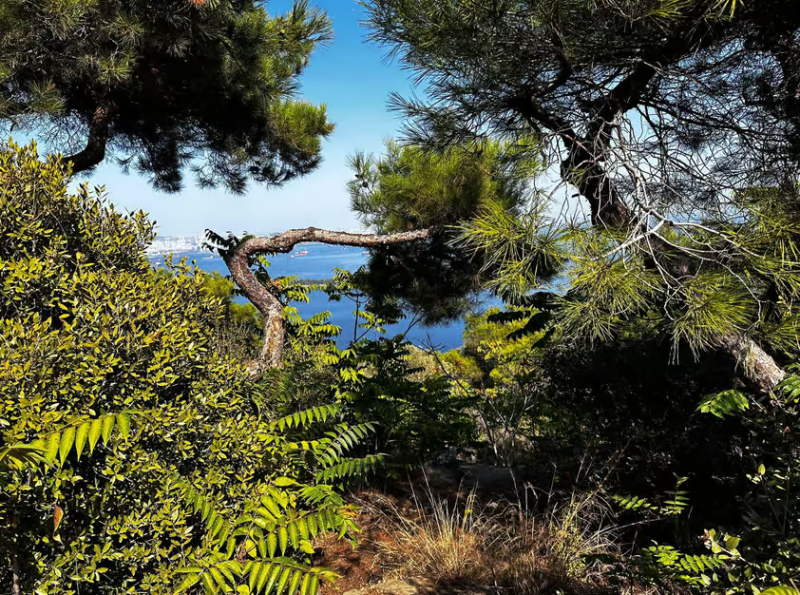 Istanbul: Round-Trip Ferry Tickets to the Princes' Islands | ®ExcursionMania