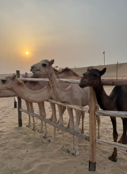 Dubai: Premium Safari, Camel Ride & Al Khayma Camp 3-Buffets | ®ExcursionMania
