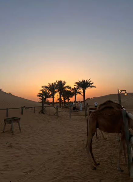 Dubai: Premium Safari, Camel Ride & Al Khayma Camp 3-Buffets | ®ExcursionMania