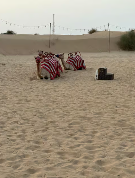 Dubai: Premium Safari, Camel Ride & Al Khayma Camp 3-Buffets | ®ExcursionMania