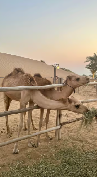 Dubai: Premium Safari, Camel Ride & Al Khayma Camp 3-Buffets | ®ExcursionMania
