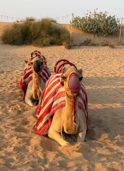 Dubai: Premium Safari, Camel Ride & Al Khayma Camp 3-Buffets | ®ExcursionMania