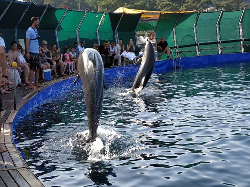 Kemer Dolphin Show