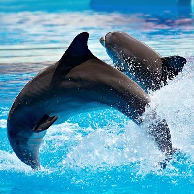 kemer dolphin show