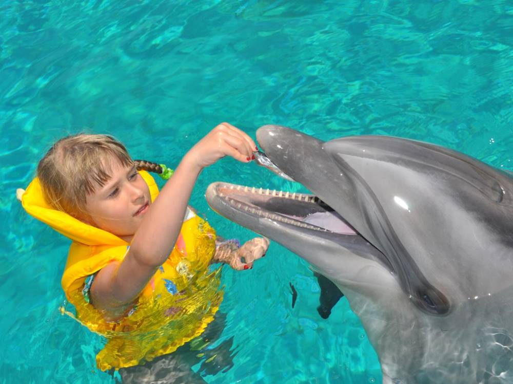 Kemer Swimming with Dolphins