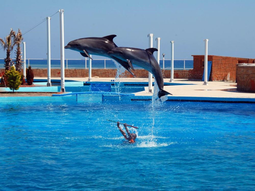 Side Dolphin Show
