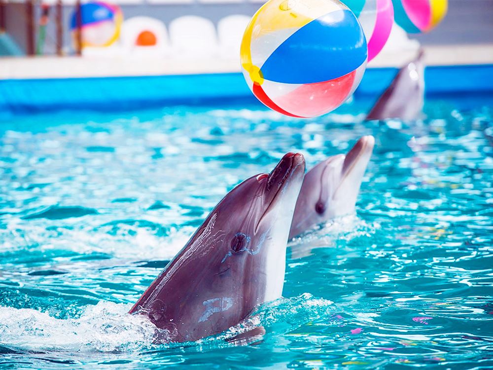 Side Dolphin Show