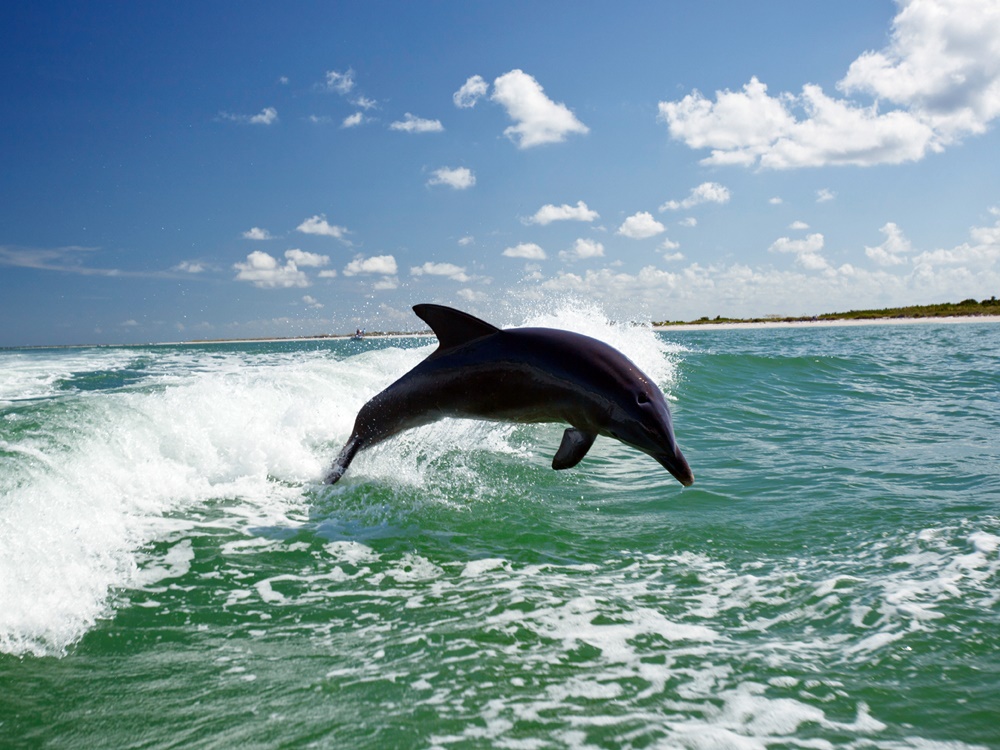 Side Dolphin Island Boat Trip