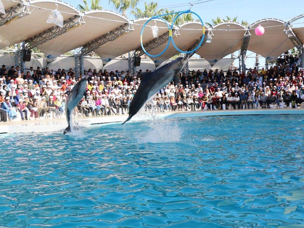Antalya Dolphin Show