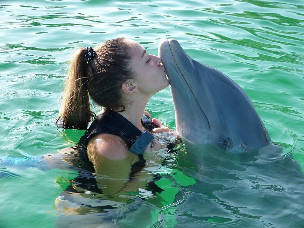 Bodrum Swimming with Dolphins
