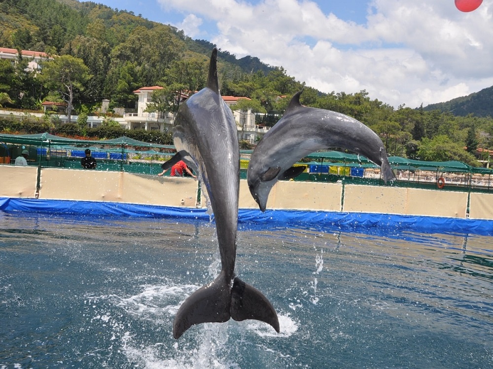 Bodrum Dolphin Show