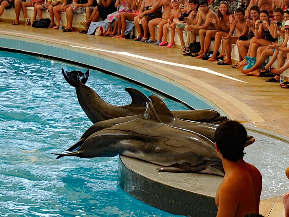 Turunc Dolphin Show