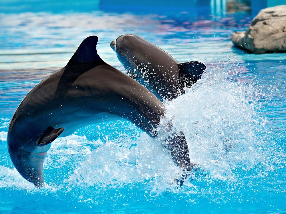 Turunc Swim With Dolphins