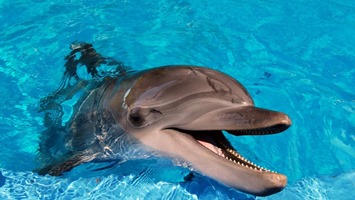Turunc Dolphin Show