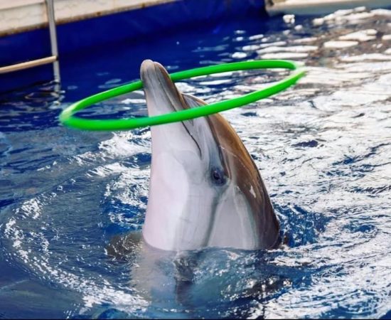 Icmeler Dolphin Show