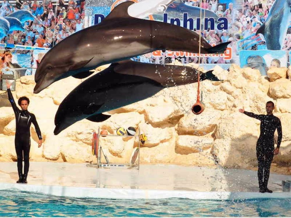Marmaris Dolphin Show