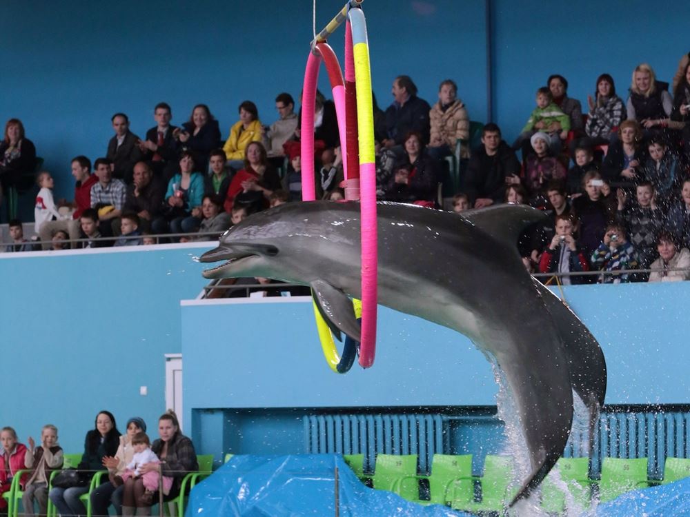 Marmaris Dolphin Show