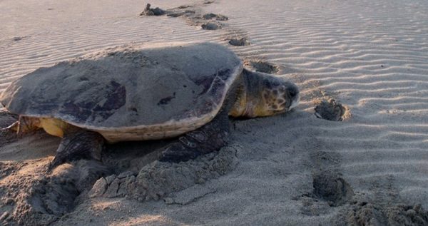 Marmaris Turtle Beach Boat Trip | 35% Off | Visit Turtle Beach & Mud Baths