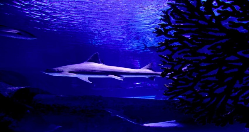 Kemer Antalya Aquarium